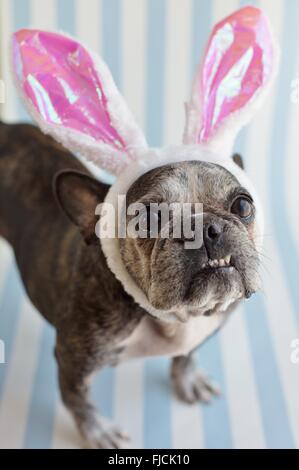 Eine nette, alte französische Bulldogge trägt Hasenohren. Stockfoto