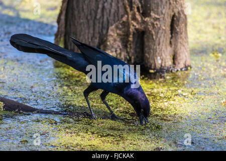 Ein Boot-angebundene Grackle (Quiscalus großen) Futter in den Sumpf von Brazos Bend State Park. Houston, Texas, USA. Stockfoto