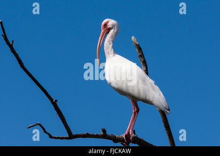 Eine amerikanische White Ibis (Eudocimus Albus) stehend auf einem Ast gegen blauen Himmel. Brazos Bend State Park, Houston, Texas, USA. Stockfoto