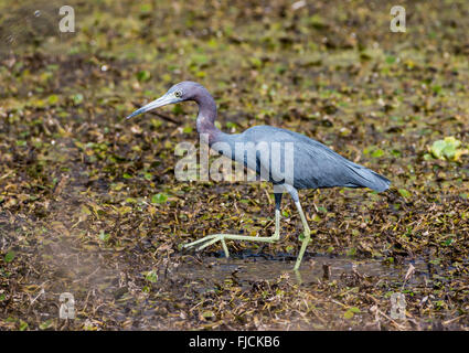 Ein wenig Blue Heron (Egretta Caerulea) Futter im Sumpf im Brazos Bend State Park, Houston, Texas, USA. Stockfoto