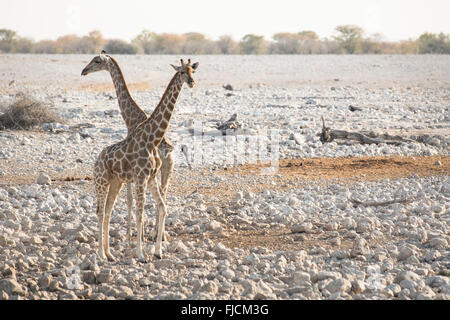 Giraffe an einem Wasserloch Stockfoto