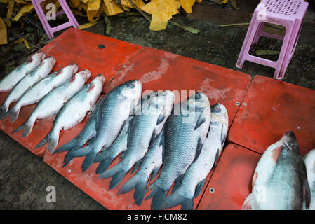 Catla Fish for Sale Mandalay Myanmar // MANDALAY, Myanmar — frischer Fisch wird auf einem lokalen Markt in der Nähe der Pulaing Street in Mandalay zum Verkauf angeboten. Die Fische scheinen Catla (Catla catla) zu sein, eine der wichtigsten Süßwasserarten, die häufig auf Süd- und südostasiatischen Märkten zu finden sind. Catla wird in Myanmar neben anderen Karpfenarten weithin gezüchtet und wird in der burmesischen Küche wegen seines fettigen Fleisches geschätzt, insbesondere in Suppen und geschmorten Gerichten. Die Art ist Teil des Trios „Indischer Hauptkarpfen“, das üblicherweise in der regionalen Aquakultur angebaut wird. Mandalay ist Myanmars zweitgrößte Stadt und ein bedeutendes Handelszentrum i Stockfoto