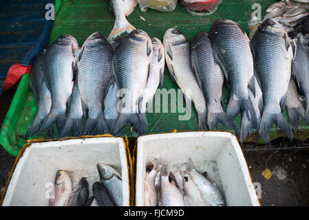 Catla Fish for Sale Mandalay Myanmar // MANDALAY, Myanmar — frischer Fisch wird auf einem lokalen Markt in der Nähe der Pulaing Street in Mandalay zum Verkauf angeboten. Die Fische scheinen Catla (Catla catla) zu sein, eine der wichtigsten Süßwasserarten, die häufig auf Süd- und südostasiatischen Märkten zu finden sind. Catla wird in Myanmar neben anderen Karpfenarten weithin gezüchtet und wird in der burmesischen Küche wegen seines fettigen Fleisches geschätzt, insbesondere in Suppen und geschmorten Gerichten. Die Art ist Teil des Trios „Indischer Hauptkarpfen“, das üblicherweise in der regionalen Aquakultur angebaut wird. Mandalay ist Myanmars zweitgrößte Stadt und ein bedeutendes Handelszentrum i Stockfoto