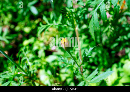 RINGELBLUME, TAGETES ERECTA, LUCIDA, PATULA, TENUFOLIA, CALUNDULA, RUDDLES, COMMON, GARTEN, AFRO FRANZÖSISCH, FRANZÖSISCH, ENGLISCH, SCHOTTISCH Stockfoto