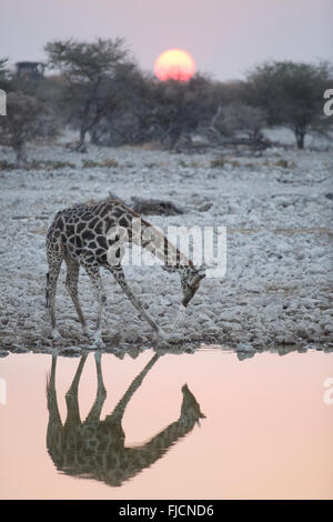 Eine Giraffe drinks an einem Wasserloch Stockfoto