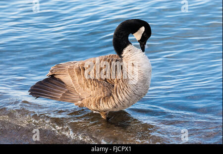 Single Kanada Gans mit Rüschen federn Putzen beim Stehen im flachen Wasser. Stockfoto