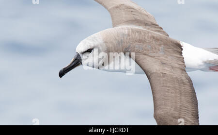 Albatros, unreifen Gray geleitet, Thalassarche Chrysostoma, fliegen in der Drake-Passage. Albatros im Flug hautnah. Stockfoto