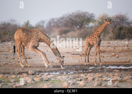 Giraffe an einem Wasserloch Stockfoto