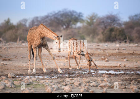 Giraffe an einem Wasserloch Stockfoto