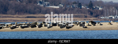 Eine Herde von Seehunden beruht auf einer Sandbank von Sandy Hook, New Jersey. Stockfoto