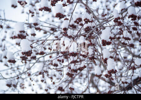 Rot Rowan im Schnee Stockfoto