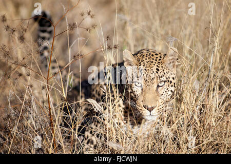 Ein Leopard jagt in die Buschfeld Stockfoto