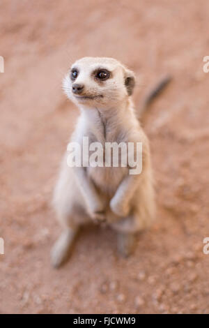 Eine neugierige Erdmännchen in der Kalahari. Stockfoto