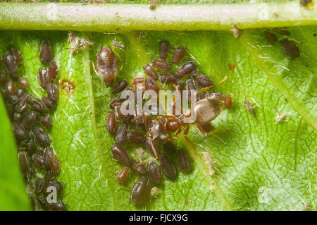 Eine Resopal Ameise tendenziell seine Herde von Blattläusen. Stockfoto