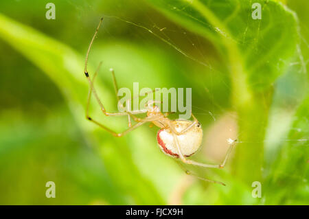 Eine Candy Stripe Spinne (Enoplognatha Ovata) sitzt im Netz. Washington, Vereinigte Staaten von Amerika. Stockfoto