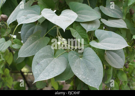 Dioscorea Alata, lila Yam, Tuberöse Wurzelgemüse mit Klettern Planrs mit herzförmigen Blätter, Blüten Antenne Zwiebelchen, Stockfoto