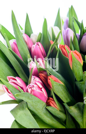 Reihe von Tulpen in den unterschiedlichsten Farben vor einem weißen Hintergrund Stockfoto