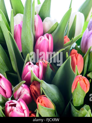 Reihe von Tulpen in den unterschiedlichsten Farben vor einem weißen Hintergrund Stockfoto