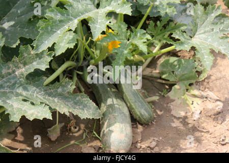 Cucurbita Pepo, australische grün Sommerkürbis, Sorte mit zylindrischen Früchte, Dak grün mit hellen grünen Streifen und Punkten Stockfoto