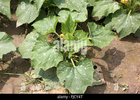 Cucurbita Pepo, Pusa Pasand Sommerkürbis, DS-8 Stoff Kadu, Sorte mit kugelförmigen Früchte hellgrün, gelb, wenn Sie reif Stockfoto