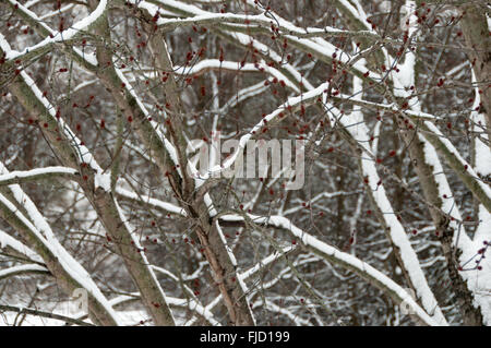 Verschneite Bäume Stockfoto
