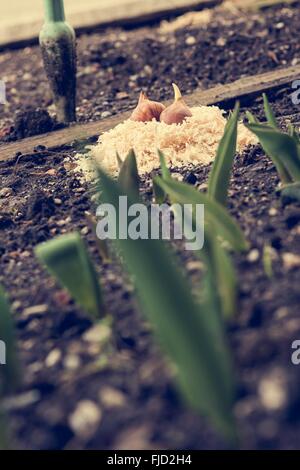 Tulpenzwiebeln bereit für die Bepflanzung. Stockfoto