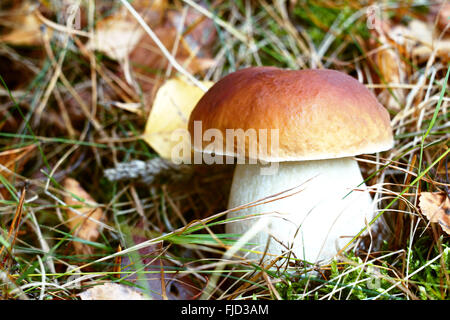 Große Steinpilze Pilze im Wald Stockfoto