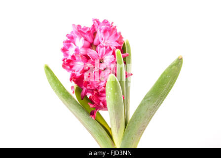 Rosa Hyazinthe auf weißem Hintergrund. Stockfoto