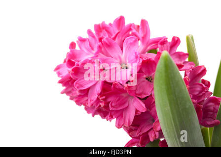 Rosa Hyazinthe auf weißem Hintergrund. Stockfoto