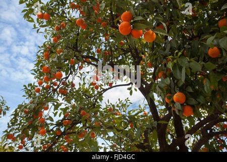 Orange tree innen '' Patio de Banderas'', in der Nähe der "Reales Alcázares". Sevilla, Andalusien. Spanien. Stockfoto