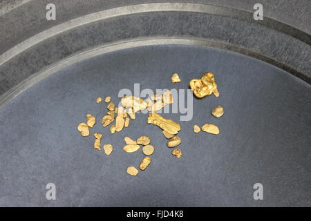 Gold Nugget-Bergbau vom Fluss Österreichs, echtem Gold. Stockfoto