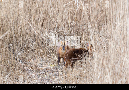 Ein paar Muntjac mit der männlichen Reh und starrte direkt in die Kamera Stockfoto