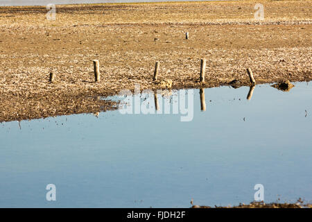 Holzpfähle an den niedrigen Gezeiten überfluteten Bereich Stockfoto