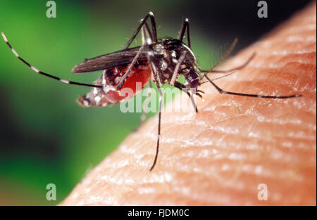 Unter experimentellen Bedingungen die Aedes albopictus Moskito, auch bekannt als die Asiatische Tigermücke, ist gefunden worden, ein Vektor von West Nil Virus zu sein. Aedes ist eine Gattung aus der Familie der Culicine Moskitos. James Gathany/CDC Bild Stockfoto