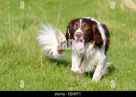 Englisch Springer Spaniel Hund (Canis Lupus Familiaris) stehen im Bereich genießen zu Fuß, auf dem Lande Stockfoto