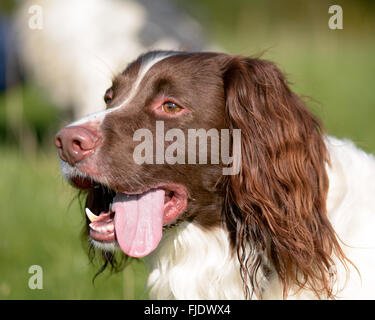 Englisch Springer Spaniel Hund (Canis Lupus Familiaris) Porträt mit Zunge von Seite der Mund floppen Stockfoto