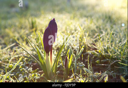 Krokusblüten in Frühlingssonne hautnah Stockfoto