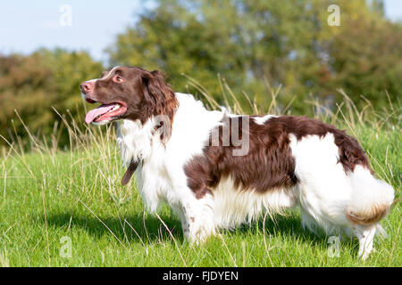 Englisch Springer Spaniel Hund (Canis Lupus Familiaris) stehen im Bereich genießen zu Fuß, auf dem Lande Stockfoto