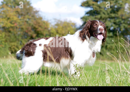 Englisch Springer Spaniel Hund (Canis Lupus Familiaris) stehen im Bereich genießen zu Fuß, auf dem Lande Stockfoto