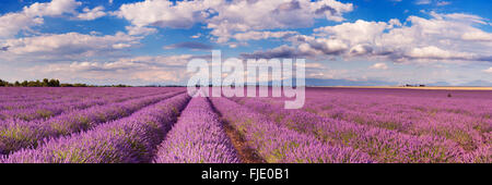 Blühende Felder von Lavendel auf dem Plateau von Valensole in der Provence in Südfrankreich. Stockfoto