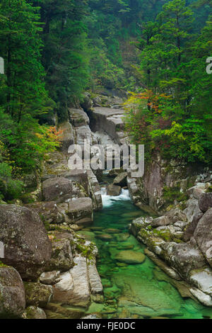 Ein Fluss durch üppigen Regenwald auf der südlichen Insel Yakushima (屋久島), Japan. Stockfoto