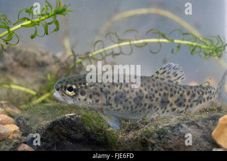 Regenbogenforelle (Oncorhynchus Mykiss) Stockfoto