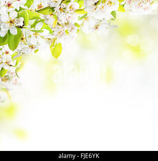 Kirschblüten über verschwommenes Natur Hintergrund Stockfoto