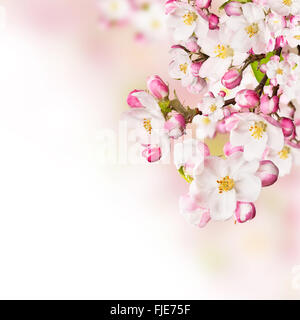 Kirschblüten über verschwommenes Natur Hintergrund Stockfoto