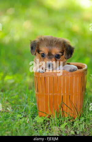Pekinese Welpe Hund in einem Stroh Korb Stockfoto