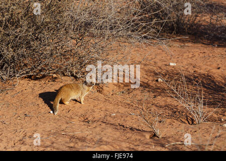 stehen gelbe Mungo (Cynictus Penicillata), Kalahari-Wüste, Südafrika Stockfoto