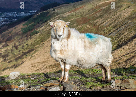 Welsh Mountain Schafe auf dem Bwlch Pass zwischen der Ogmore und Rhondda Täler in Süd-Wales Stockfoto