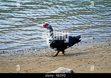 Barbarie-Ente (Cairina Moschata) See Kournas, Insel Kreta, Griechenland Stockfoto