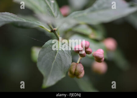 Spindel (Euonymus Europaeus). Kapsel der ein Strauch oder kleiner Baum in der Familie Celastraceae, reift drehen als es rosa Stockfoto