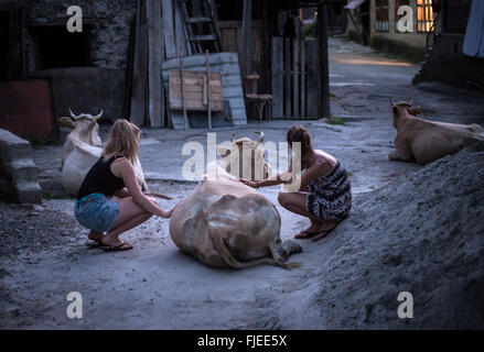 Cows on the road in Mestia town, Samegrelo-Zemo Svaneti region in Georgia Stockfoto